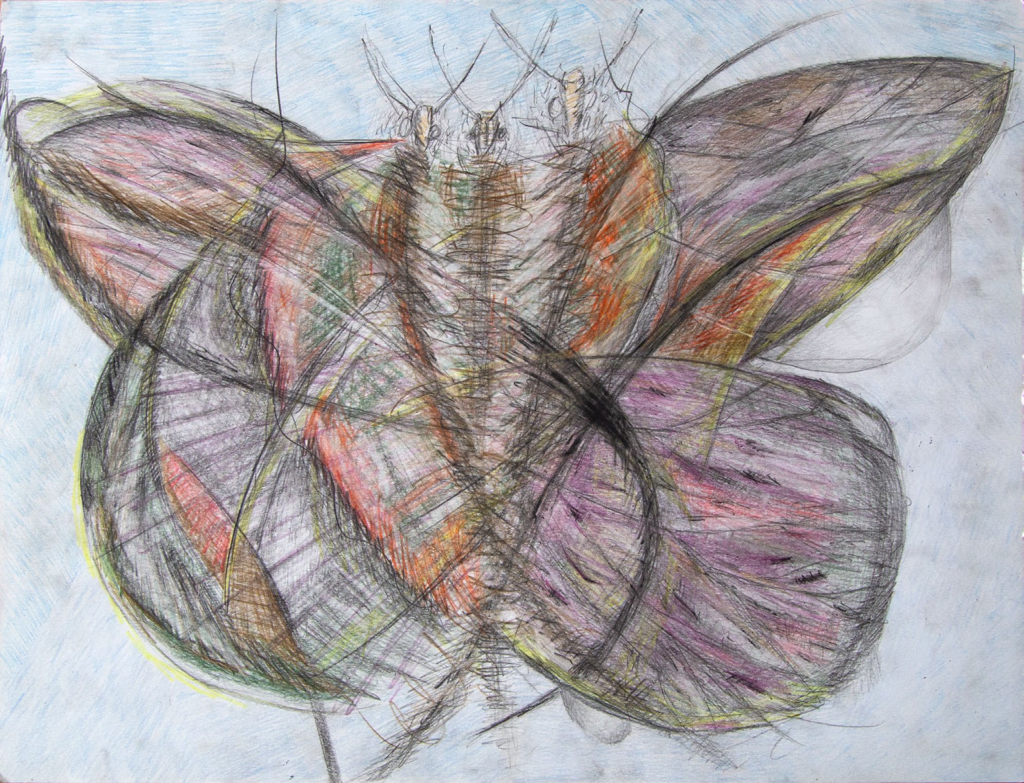 Tangential Butterfly, coloured pencil drawing